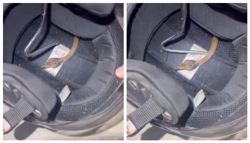 Snake found inside bike helmet viral video bkg 