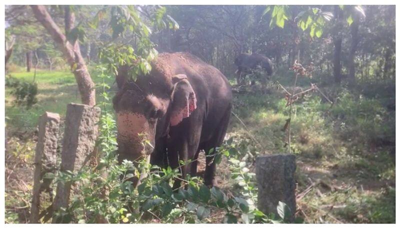 abhimanyu and team reach Chikkamagaluru for operation wild elephants gow