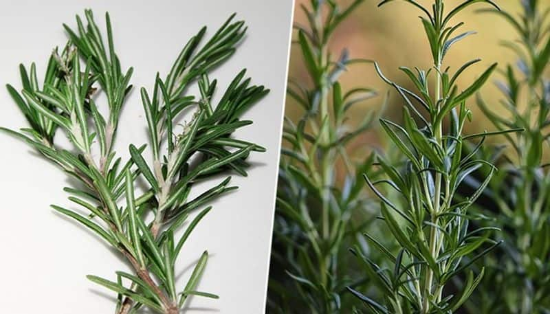 Heart health to Pain relief: 7 benefits of Rosemary ATG EAI