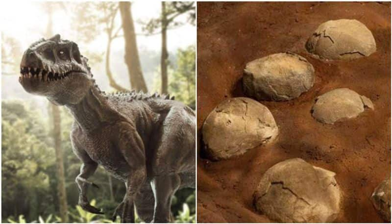 256 dinosaur eggs found in Madhya pradesh Dhar district prm 