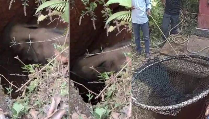 Kerala: Rapid Relief Team rescues baby elephant who fell into septic tank in Thrissur RKN