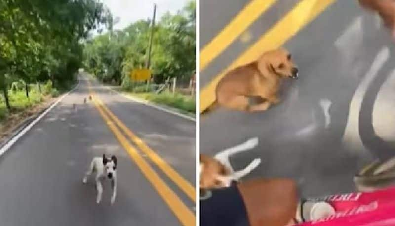 dogs chasing Cyclist viral video rlp