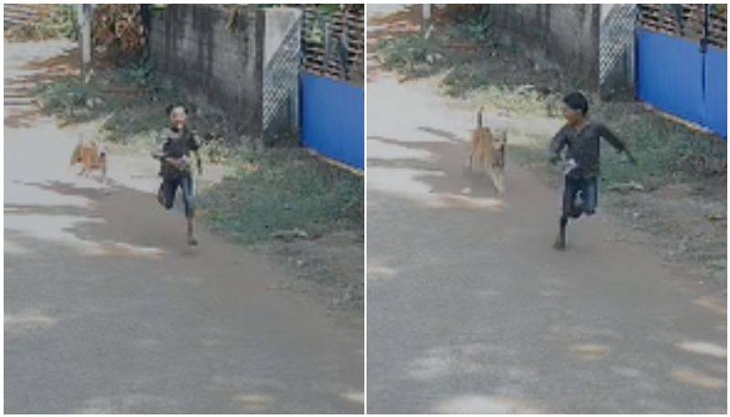 Kerala: CCTV video of stray dog charging towards boy sparks fear (WATCH) rkn