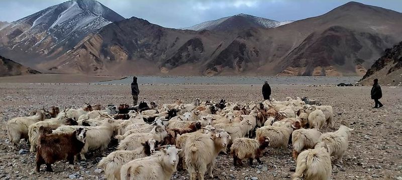 ladakh shephers confront with chinese pla army while taking sheeps to grazing kms