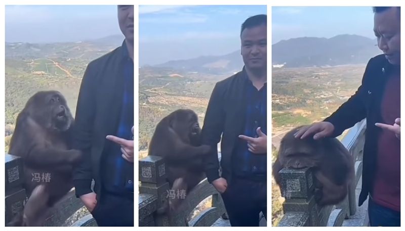 The monkey s frustration of failing to scare the tourist bkg