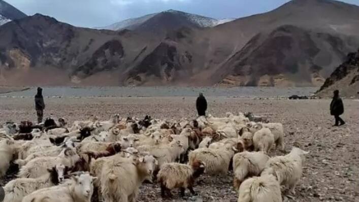 shepherd