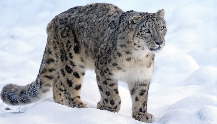 Snow leopards number 718 in India here is the list of states bsm