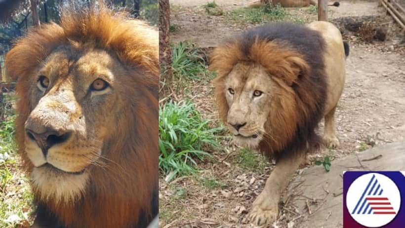Karnataka: 13 year old Lion Sarvesha succumbs to Haemoprotozoa disease at Shimoga Tiger Reserve
