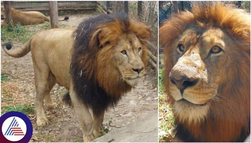 Shivamogga Safari King Sarvesh is no more Succumbs to hemoprotozoan disease sat