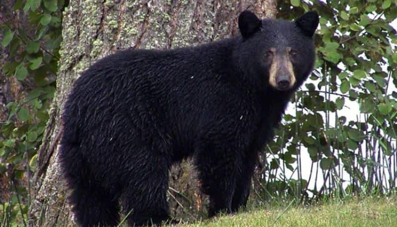 man cuts off his arm with a pocket knife after bear attack in a zoo