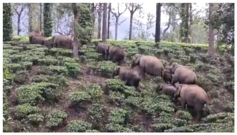 Viral video of a herd of elephants entering Kerala via Nilgiris when summer season bkg 