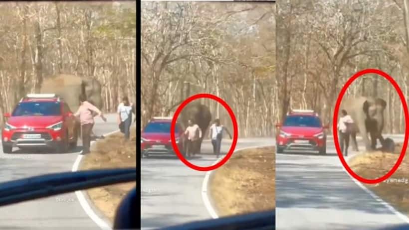 'It's just plain luck': Tourists' close encounter with elephant on Bandipur Wayanad Highway (WATCH)