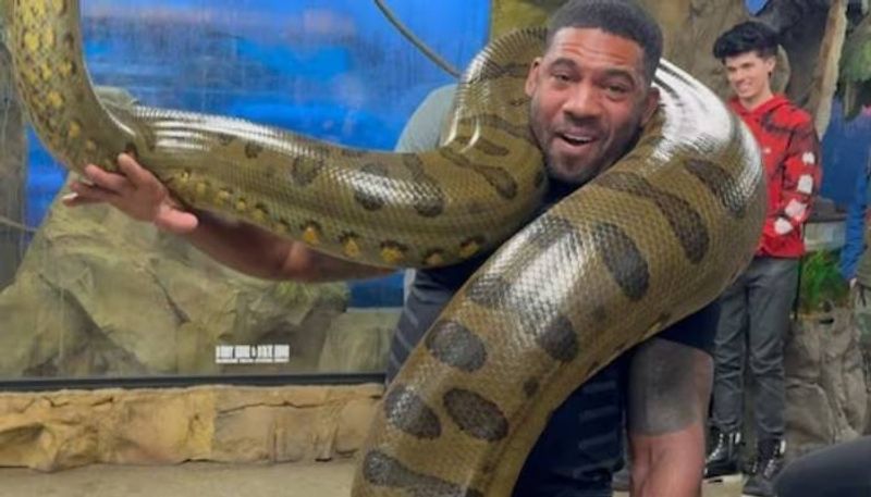 former American football wide receiver carries heaviest snake rlp