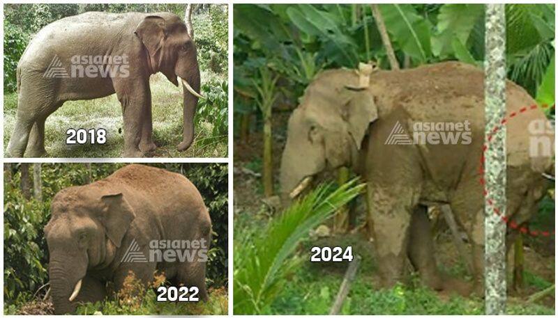 Kerala Wild tusker Thanneer Komban dies after reaching Bandipur sgb