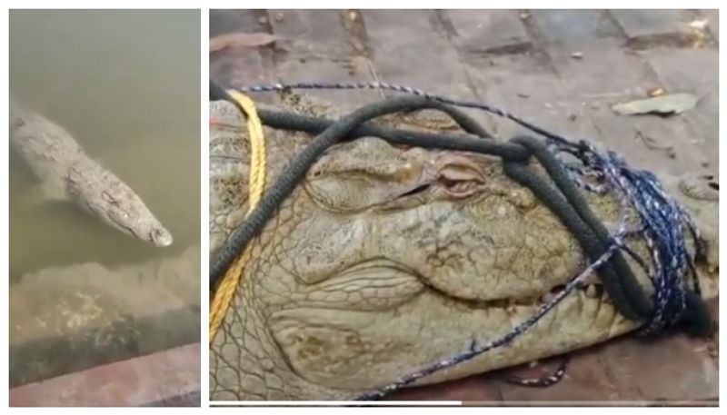 Viral video of a crocodile being worshipped after it was captured and brought to the temple at Snana Ghat bkg