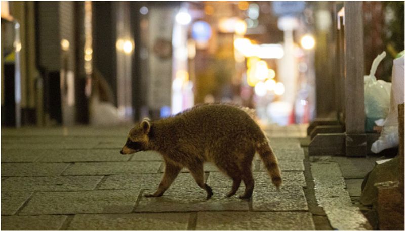 raccoon was able to cut power to nearly 7000 people in the city for hours etj