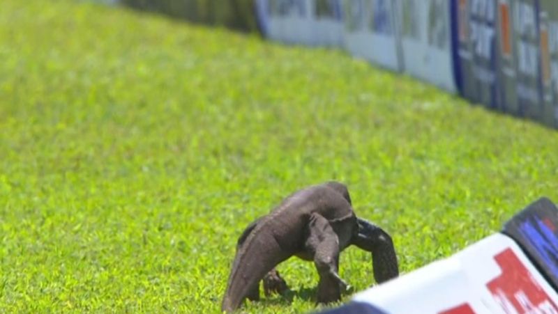 monitor lizard enters into ground while srilanka afghanistan test match ksp