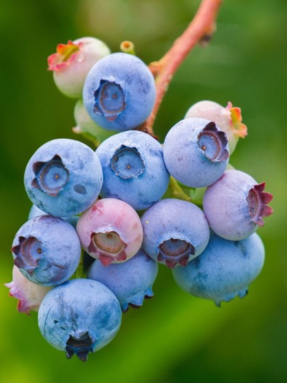 Berries
