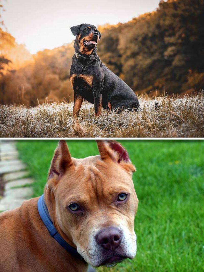 Rottweiler to Pit Bull-7 most aggressive dog breeds RBA EAI