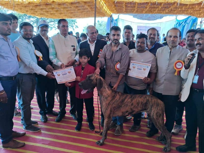 A dog show that caught the attention of the Hampi festival at vijayanagara gvd