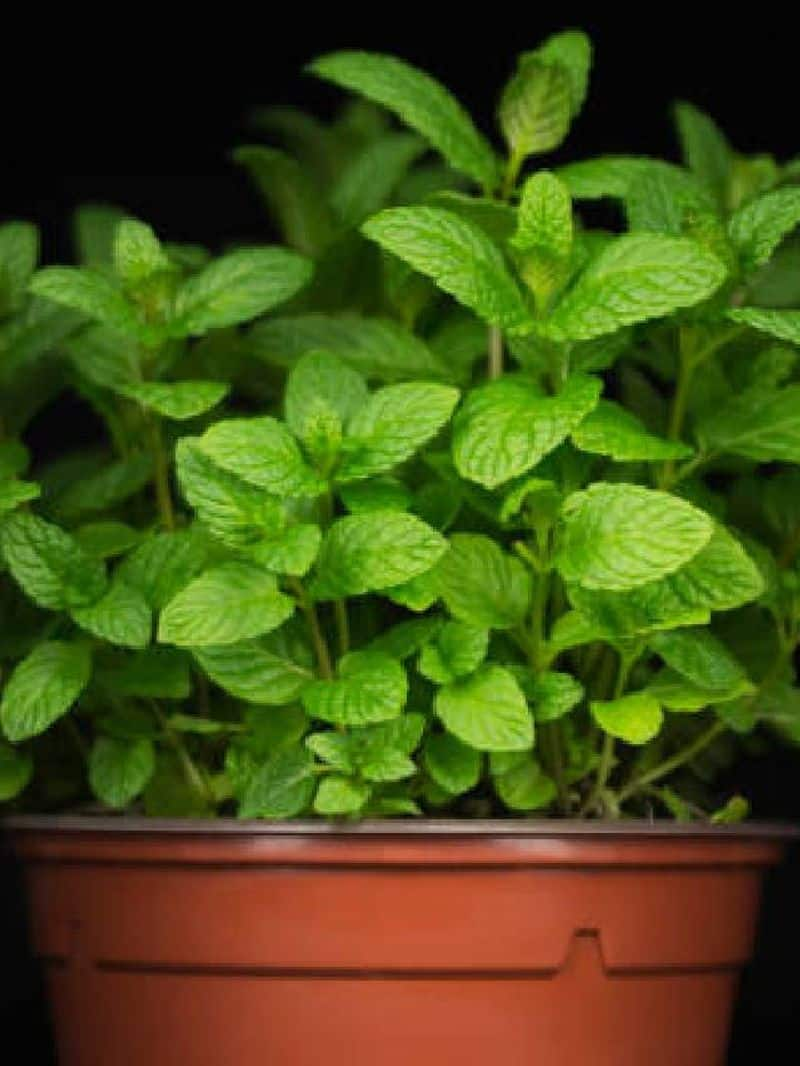 grow mint leaves at home seven tips rlp