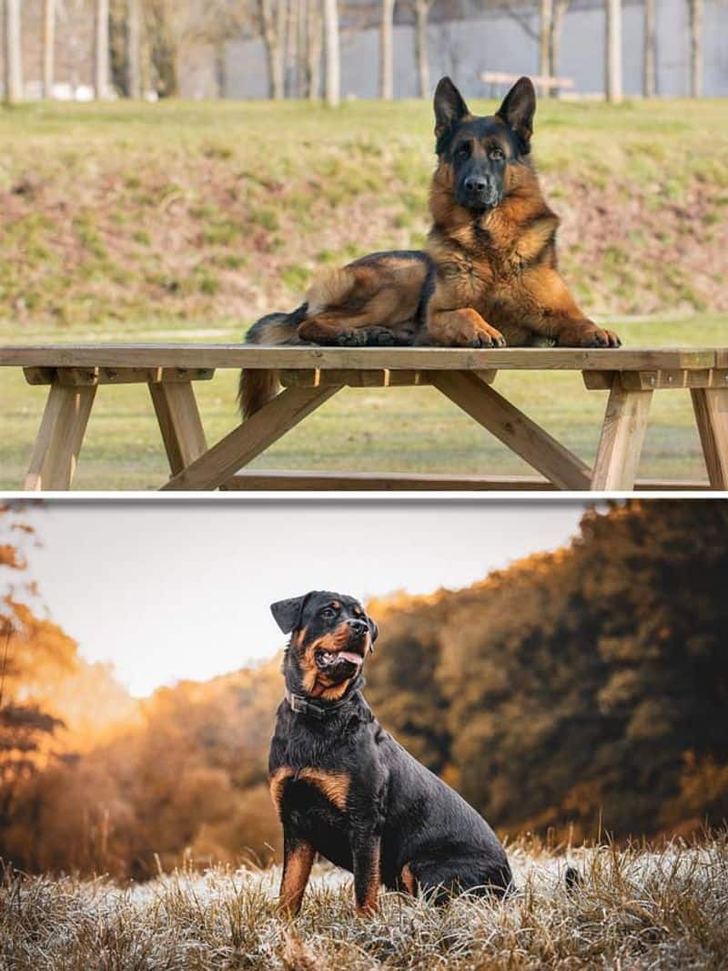 German Shepherd to Rottweiler-7 intelligent dog breeds RBA