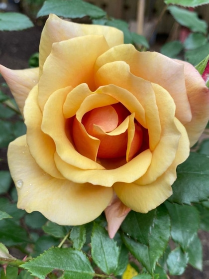 Hybrid Tea Roses