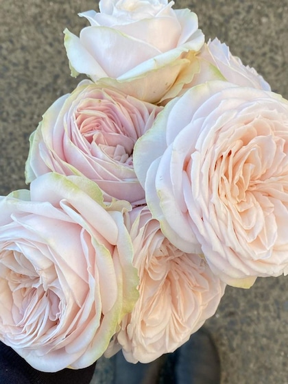 Grandiflora Roses