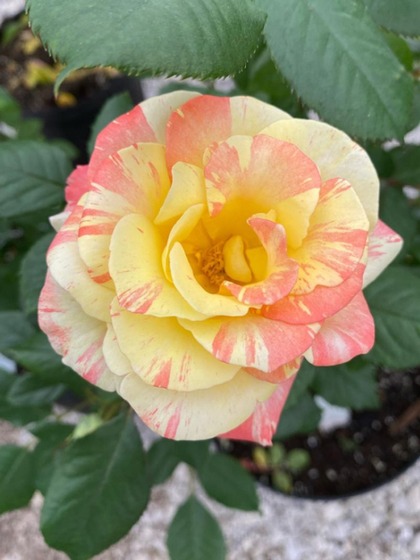 Floribunda Roses