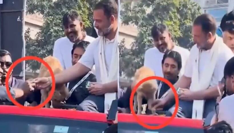 అవును.. బిస్కెట్ ను కుక్క యజమానికి ఇచ్చాను.. అందులో తప్పేముంది   వైరల్ వీడియోపై రాహుల్ గాంధీ