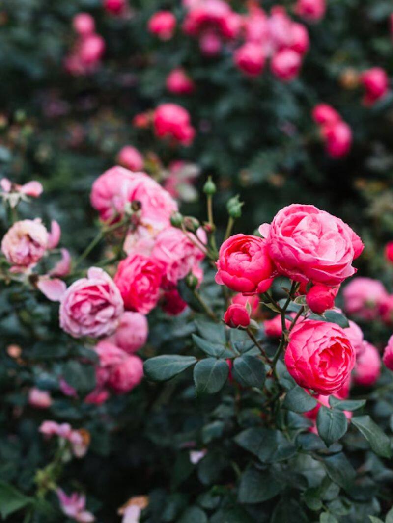 Rose Day 2024: 6 best rose gardens in Delhi RKK