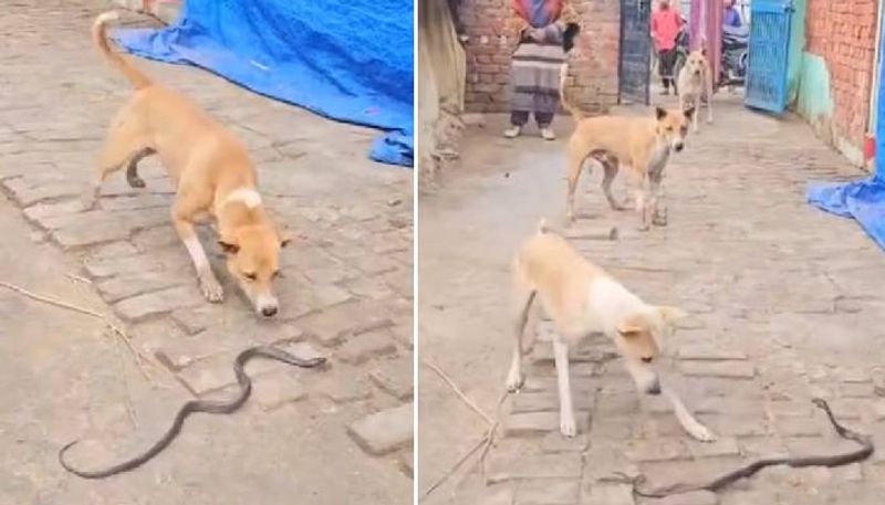 three dogs and one snake video went viral rlp