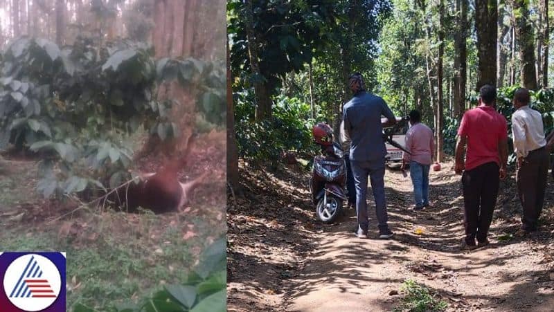 Karnataka: Two pregnant cows allegedly shot dead by culprits; FIR filed at Hassan vkp