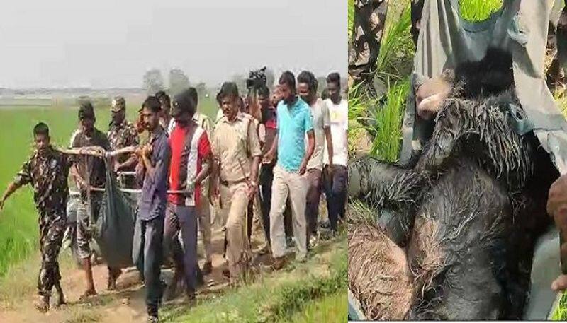 The bear found in Manakonduru in Karimnagar district was captured Rescue team. The operation lasted for 8 hours..ISR