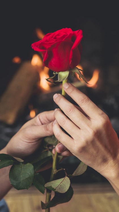 Rose Day (February 7)