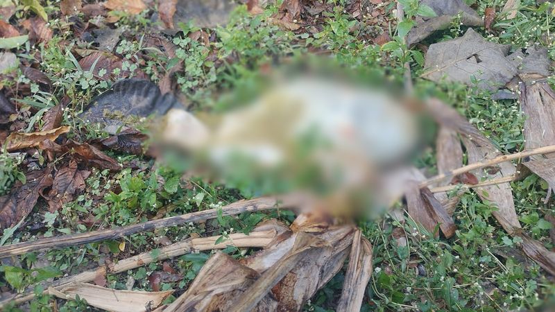 tiger killed a goat in wayand pulpally and dead body found as partially eaten afe