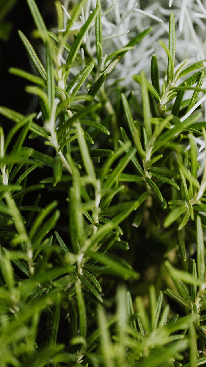 rosemary water for hair growth and remove dandruff 