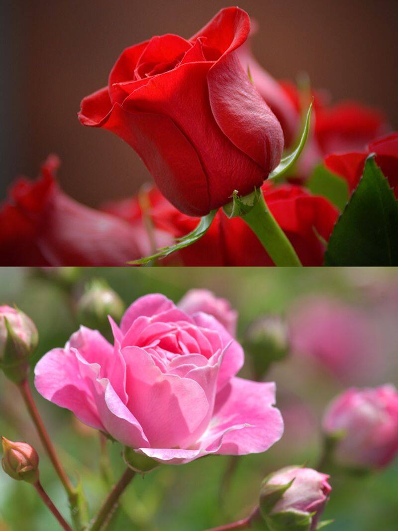 Happy Rose Day 2024: 7 colours and their meanings ATG