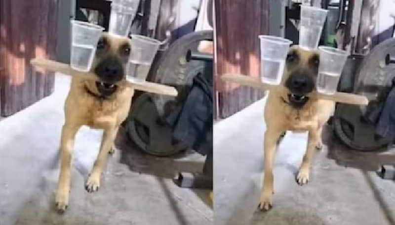 dog balancing three glasses of water viral video rlp 