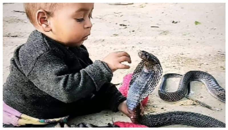 social media users criticize the viral video of a child play with cobra bkg