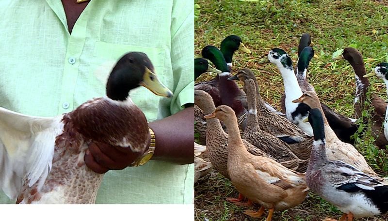 Did Kerala government cheat hundreds of duck farmers? anr