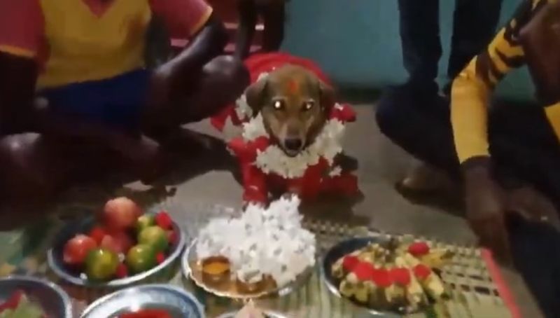 Tamil Nadu farmer's family conducts dog baby shower.. The video has gone viral..ISR