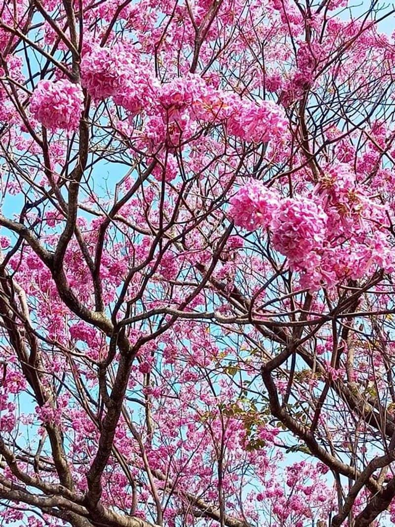 Bengaluru blossoms 'Pink' Cherry tree; See Pics vkp