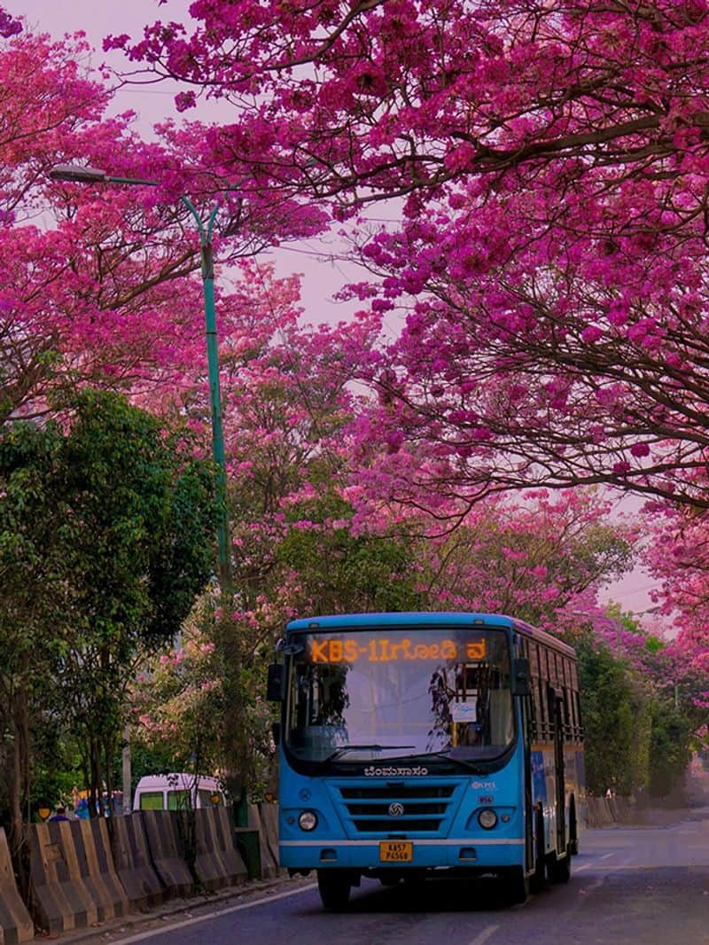 bengaluru blossoms pink cherry tree see mesmerizing Images  of tabebuia rosea flowers gow