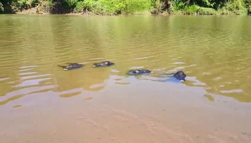 6 Sheep Deadybody Found at Bhadra River in Chikkamagaluru grg 