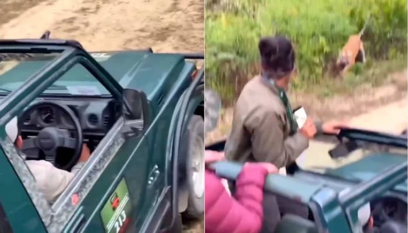 visuals from jim corbett tiger jump in front of jeep rlp  