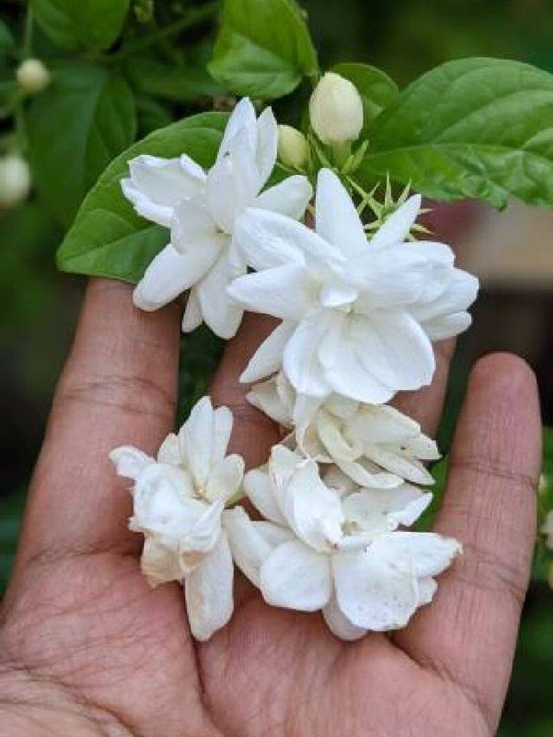 jasmine flower at home tips rlp