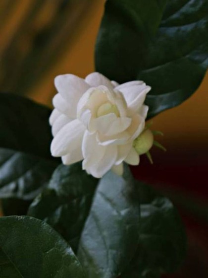 3. Jasmine  flowers