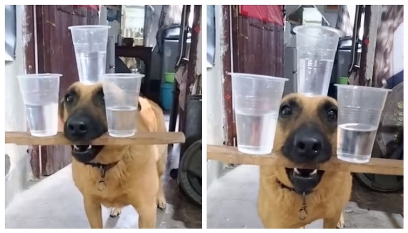 Viral video of dog balancing glass gets criticism bkg