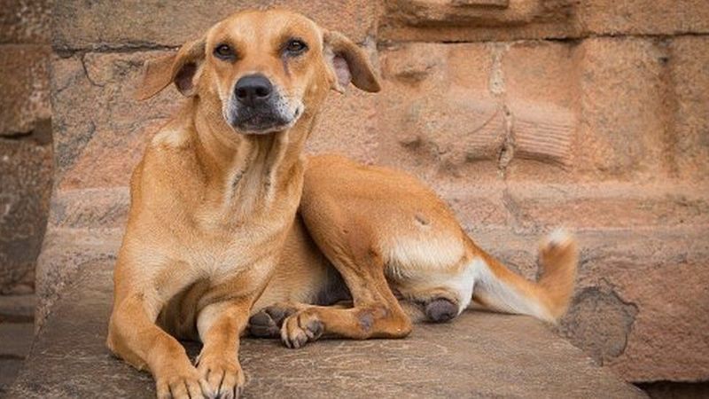 Telangana 70 stray dogs brutally killed by injecting poisonous substances sgb